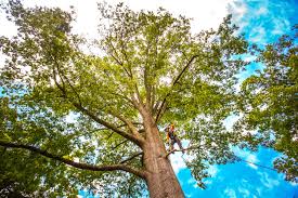 How Our Tree Care Process Works  in  Southport, NC