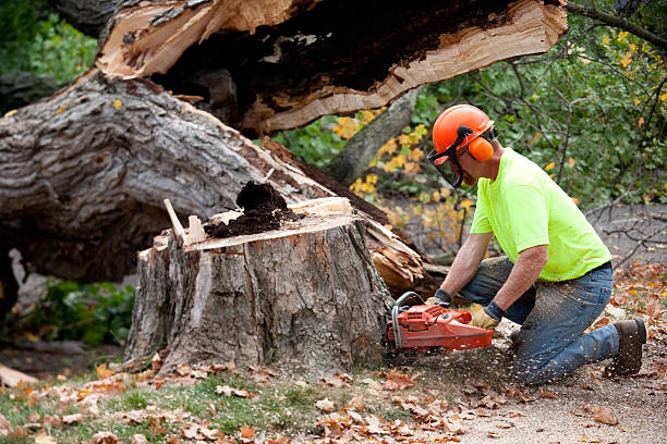 Southport, NC Tree Care Services Company