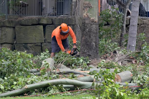 Best Utility Line Clearance  in Southport, NC