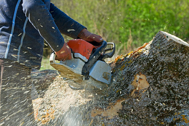 Best Tree Removal  in Southport, NC